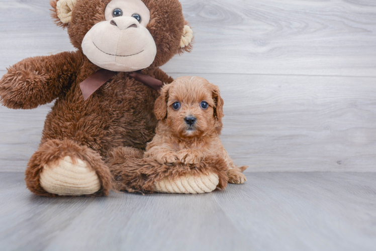 Cavapoo Pup Being Cute