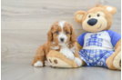 Cavapoo Pup Being Cute
