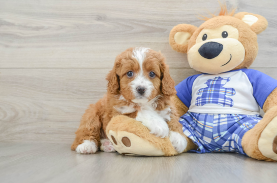 Cavapoo Pup Being Cute