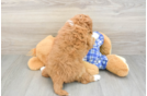 Best Cavapoo Baby