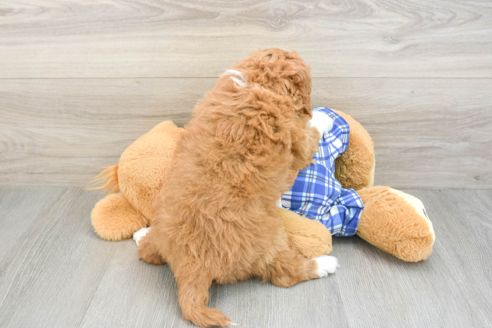 Best Cavapoo Baby