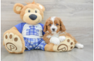 Energetic Cavoodle Poodle Mix Puppy
