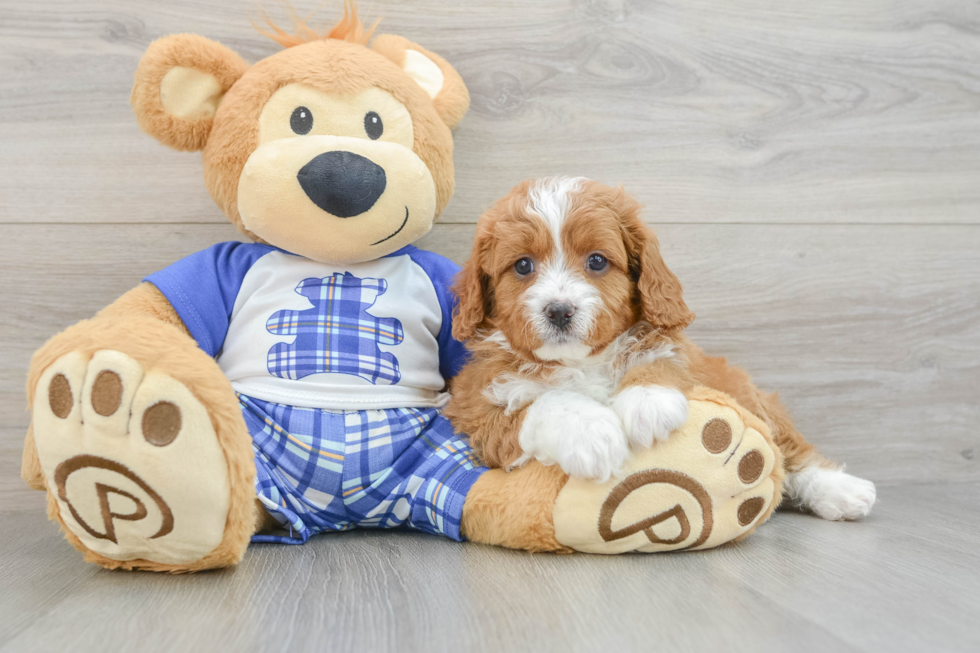 Energetic Cavoodle Poodle Mix Puppy