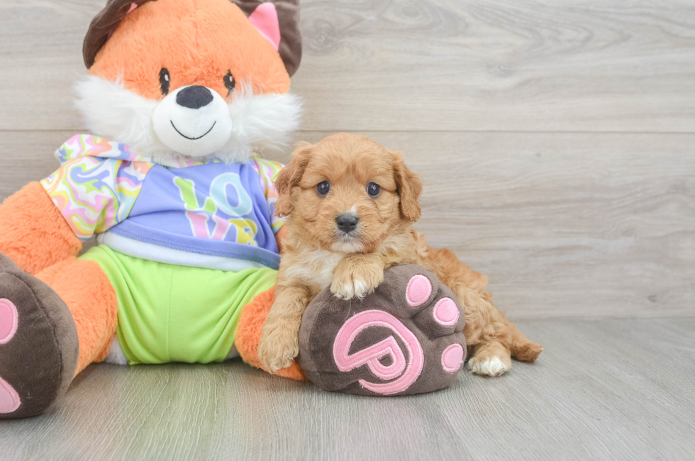 6 week old Cavapoo Puppy For Sale - Premier Pups