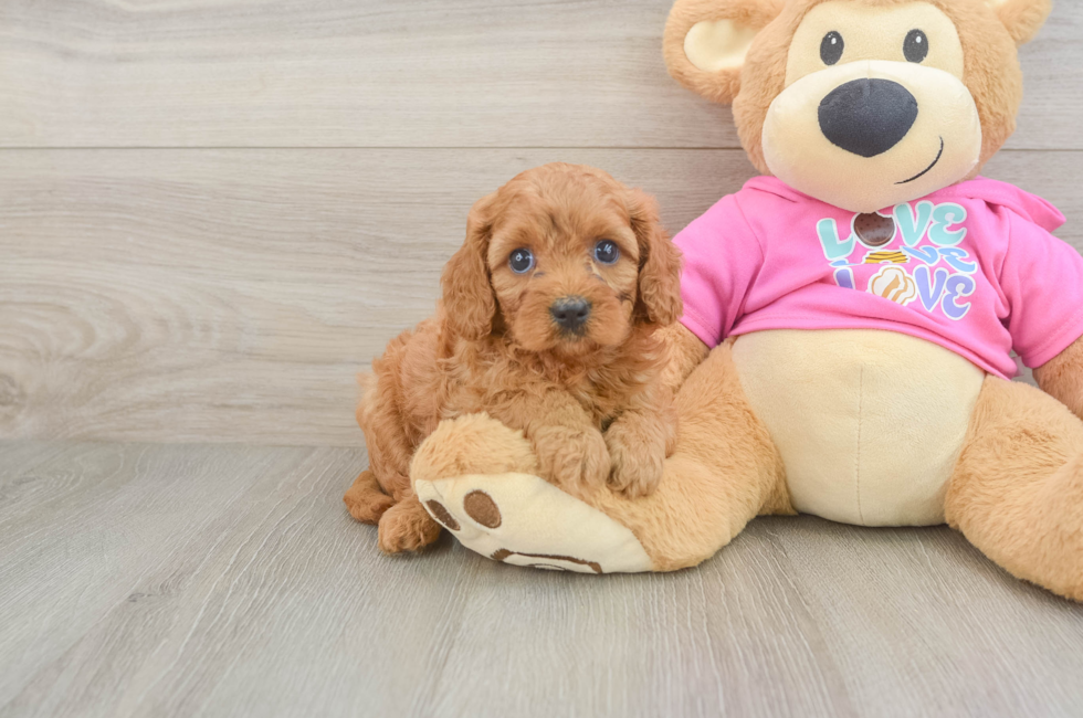 5 week old Cavapoo Puppy For Sale - Premier Pups