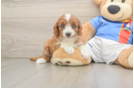 Playful Cavapoodle Poodle Mix Puppy