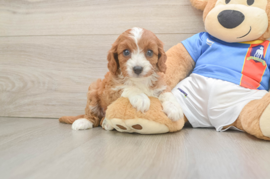 Playful Cavapoodle Poodle Mix Puppy