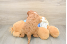 Smart Cavapoo Poodle Mix Pup