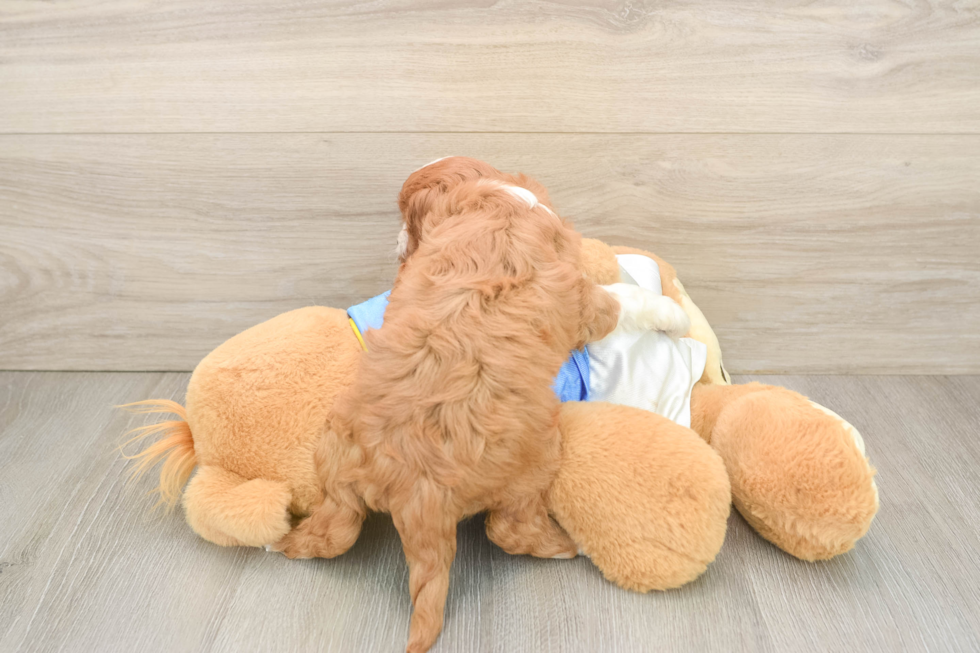 Smart Cavapoo Poodle Mix Pup