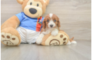 Cavapoo Pup Being Cute