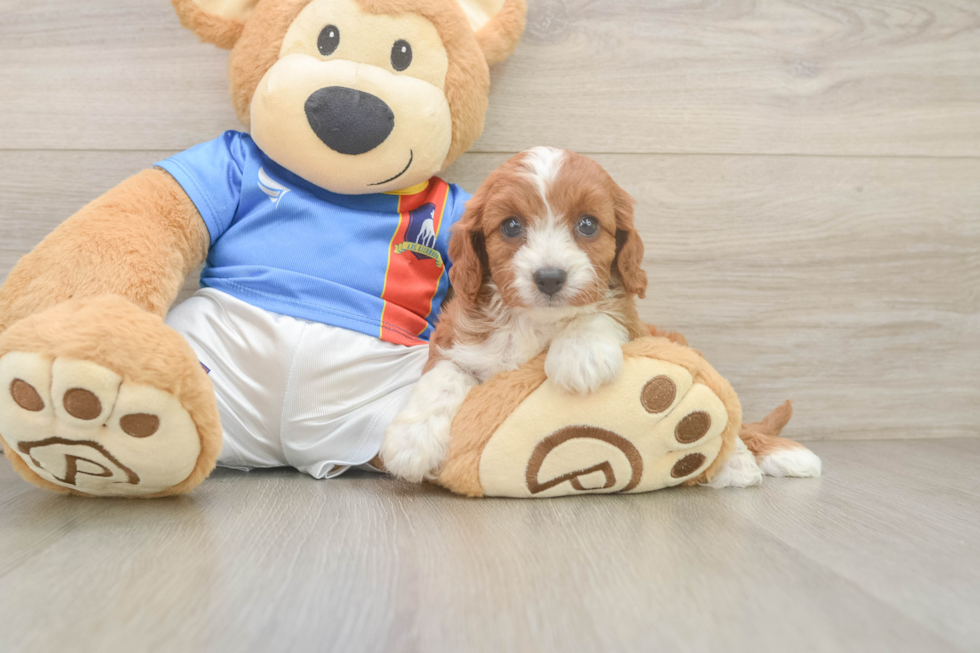 Cavapoo Pup Being Cute