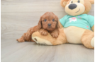 Cavapoo Puppy for Adoption