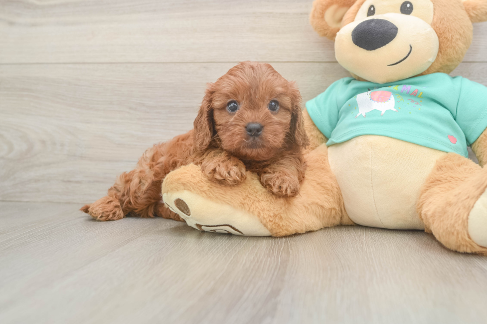 Cavapoo Puppy for Adoption
