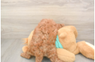 Little Cavipoo Poodle Mix Puppy