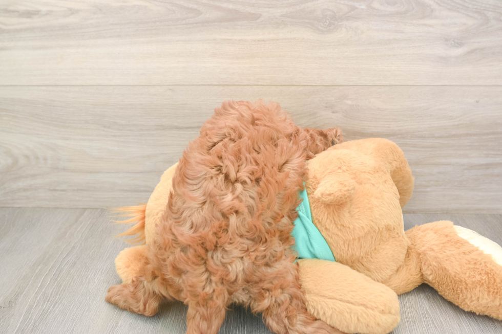 Little Cavipoo Poodle Mix Puppy