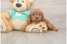 Petite Cavapoo Poodle Mix Pup