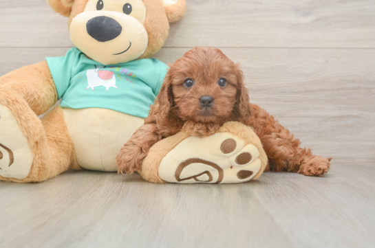 Petite Cavapoo Poodle Mix Pup