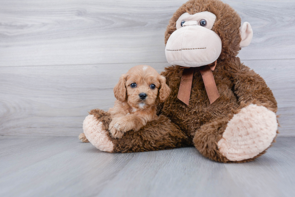 Best Cavapoo Baby