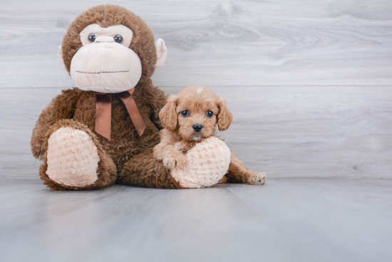 Sweet Cavapoo Baby