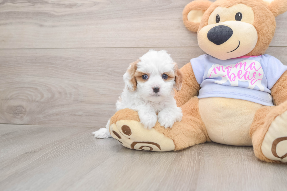 Cavapoo Puppy for Adoption