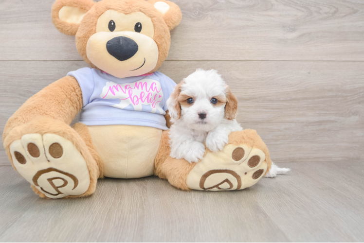 Cavapoo Puppy for Adoption