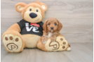 Best Cavapoo Baby