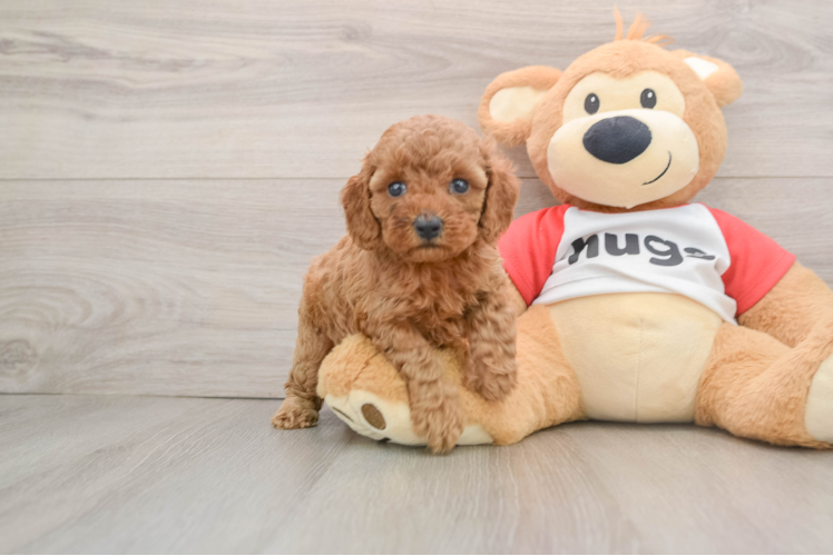 Small Cavapoo Baby