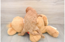 Best Cavapoo Baby