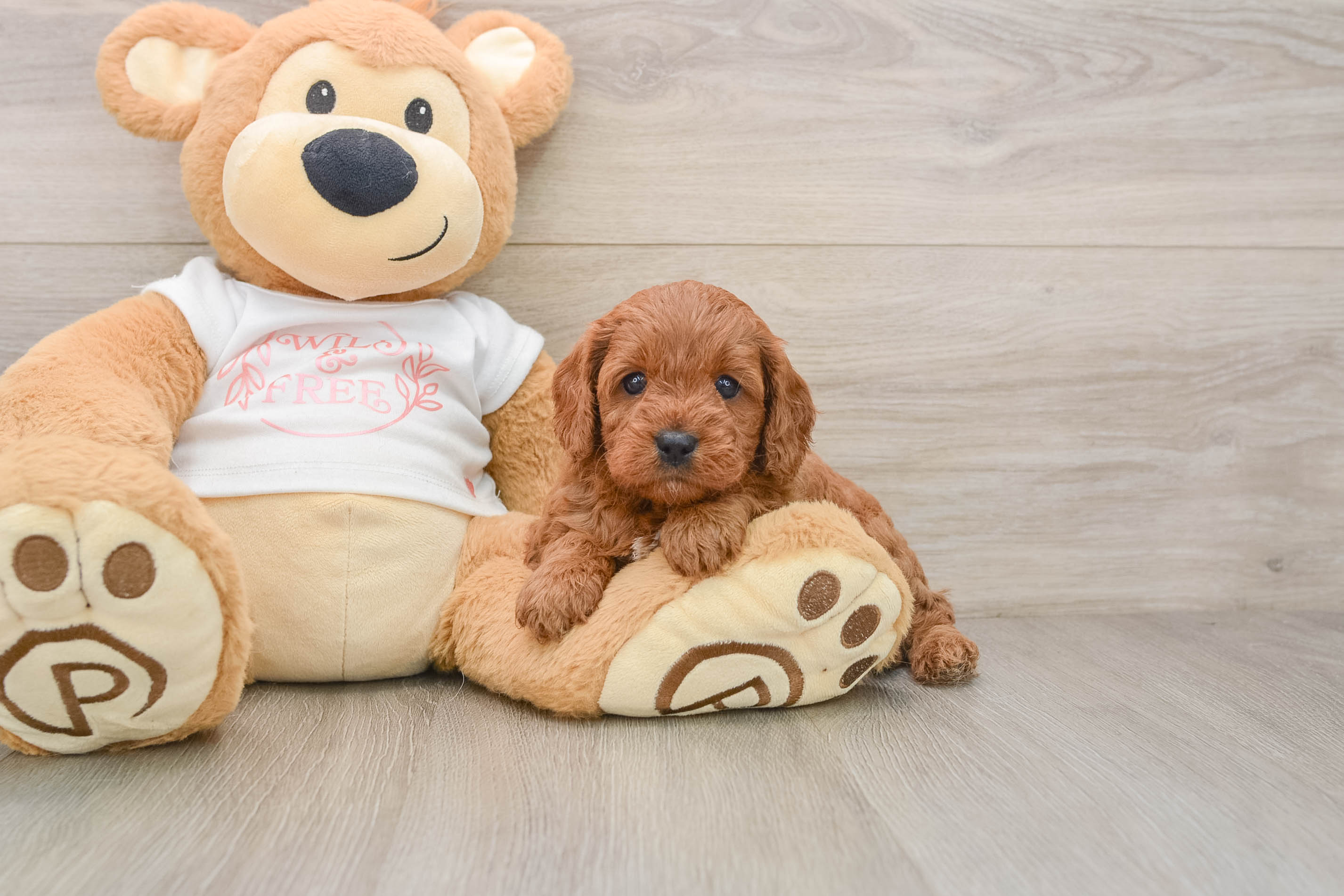 Petite Cavapoo Poodle Mix Pup