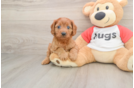 Cavapoo Pup Being Cute