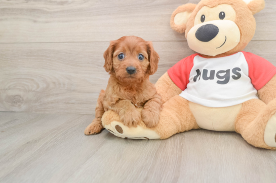 Cavapoo Pup Being Cute