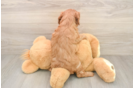 Best Cavapoo Baby