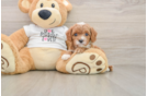 Small Cavapoo Baby