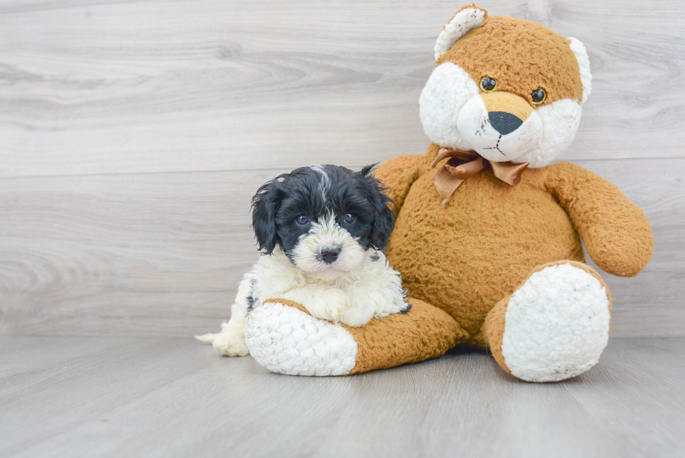 Best Cavapoo Baby