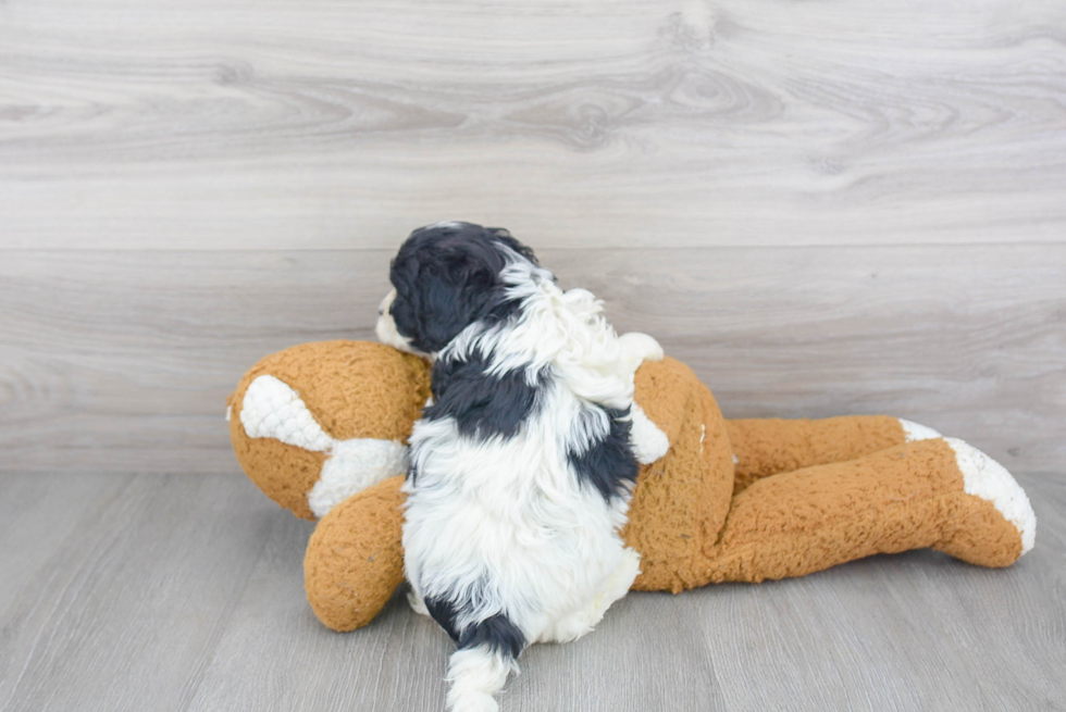 Adorable Cavoodle Poodle Mix Puppy