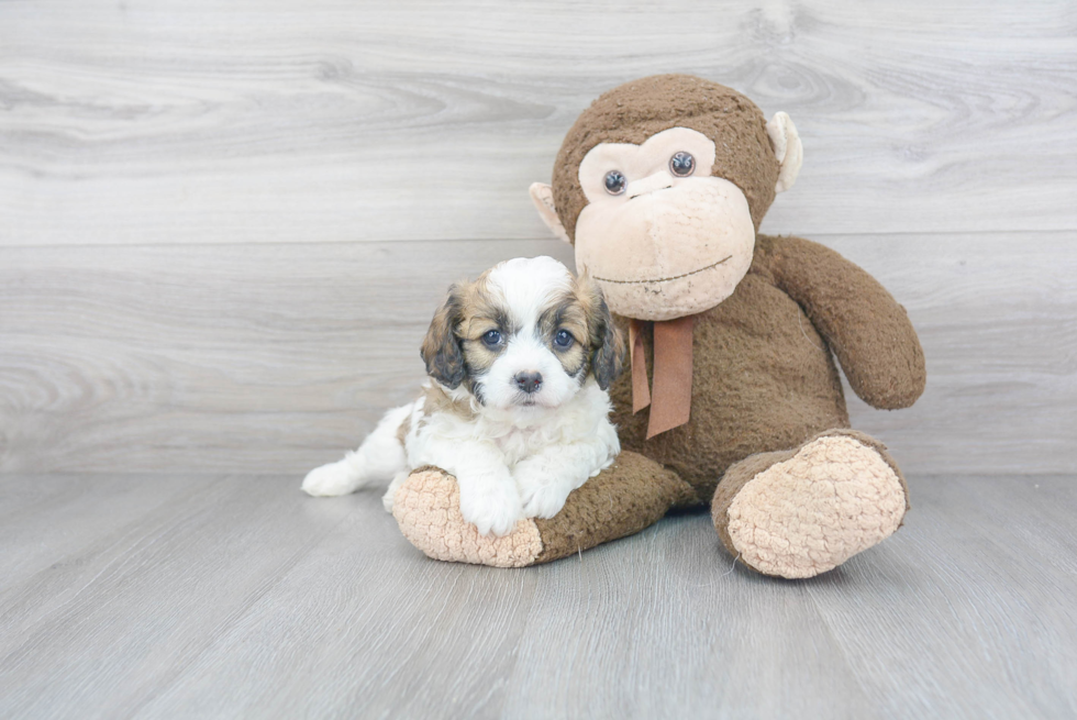 Best Cavapoo Baby