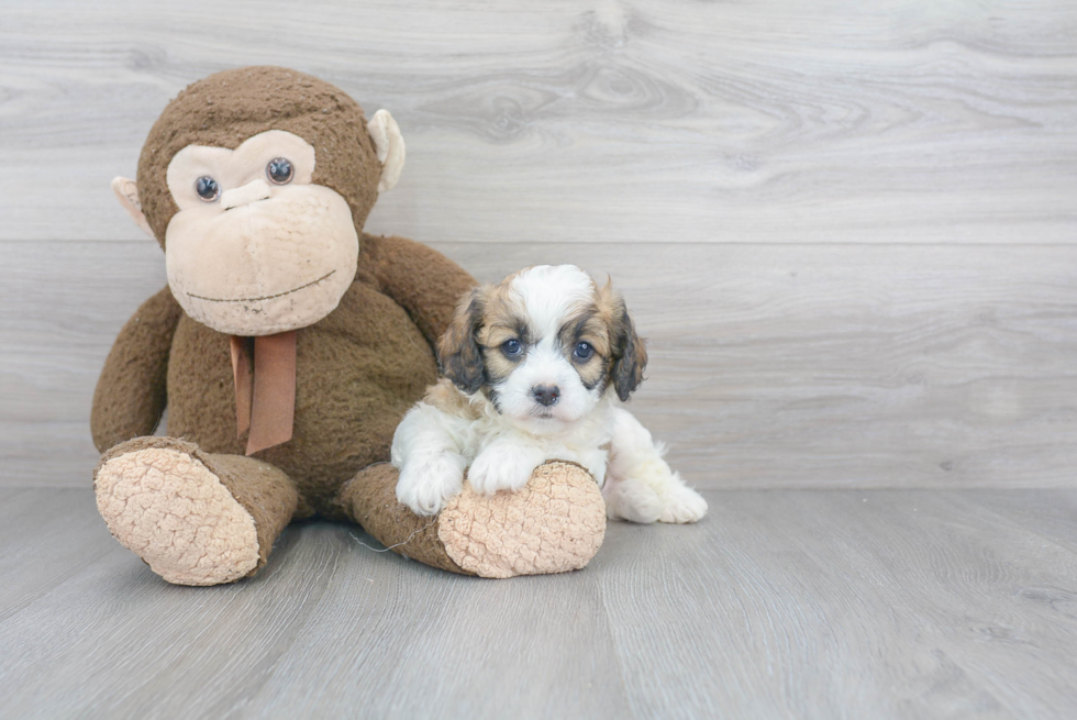 Popular Cavapoo Poodle Mix Pup