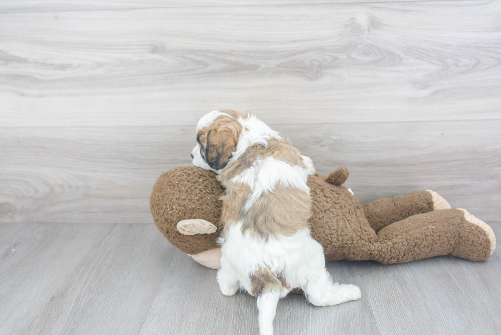 Small Cavapoo Baby