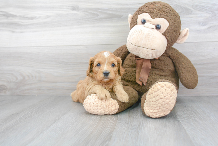 Little Cavoodle Poodle Mix Puppy