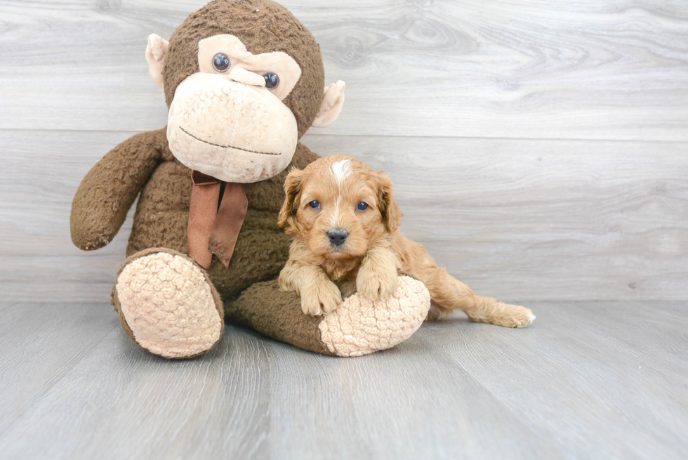 Cavapoo Puppy for Adoption