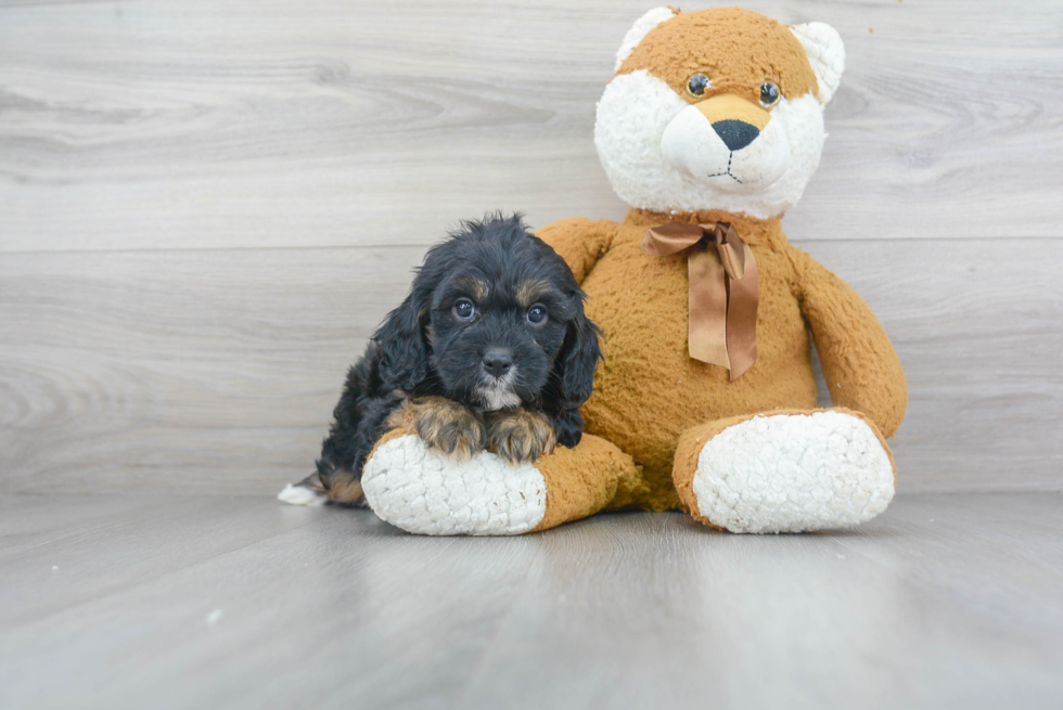 Hypoallergenic Cavoodle Poodle Mix Puppy