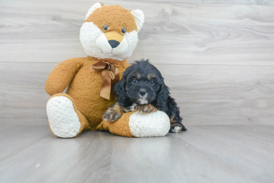 Cavapoo Pup Being Cute