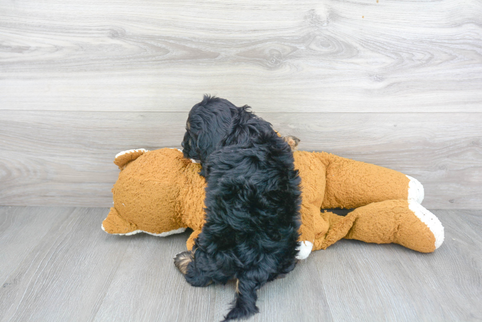 Funny Cavapoo Poodle Mix Pup