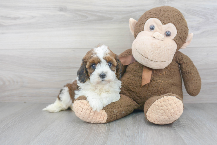 Cavapoo Pup Being Cute