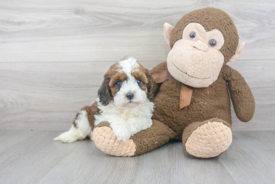 Cavapoo Pup Being Cute