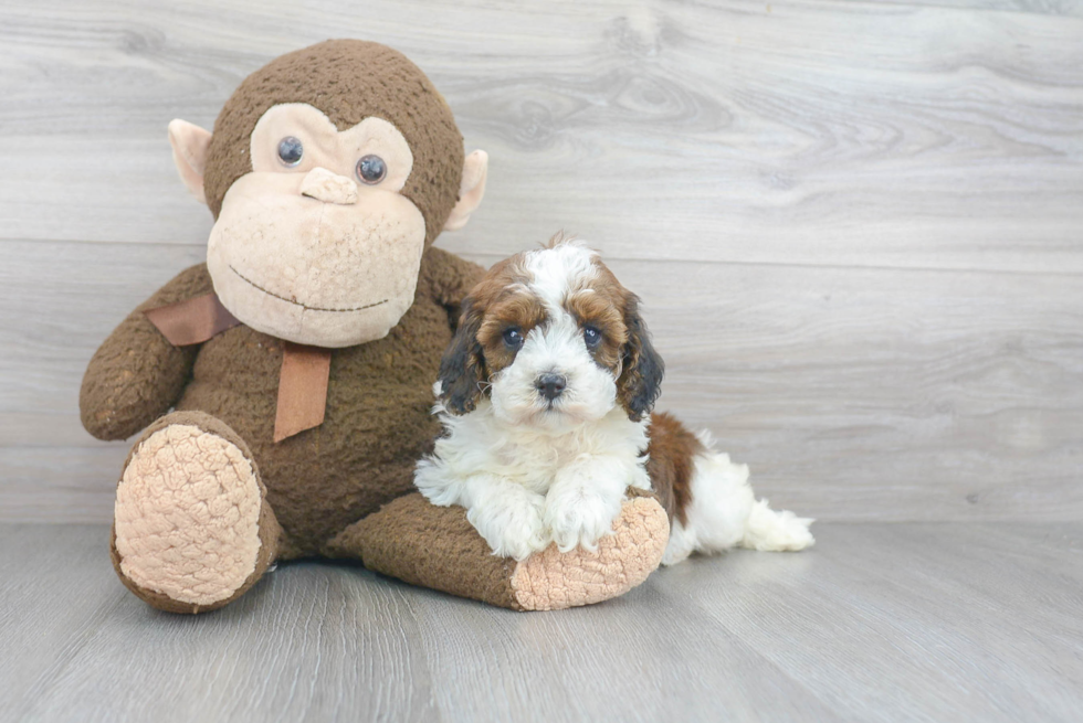 Petite Cavapoo Poodle Mix Pup