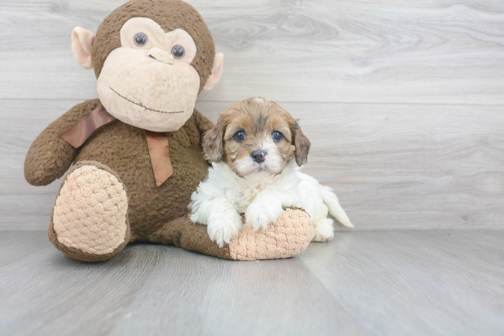 Sweet Cavapoo Baby