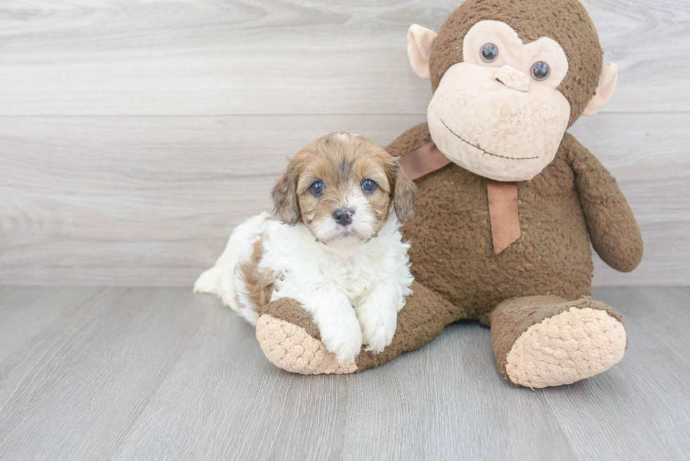 Energetic Cavoodle Poodle Mix Puppy