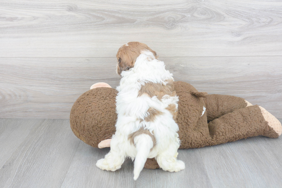 Hypoallergenic Cavoodle Poodle Mix Puppy