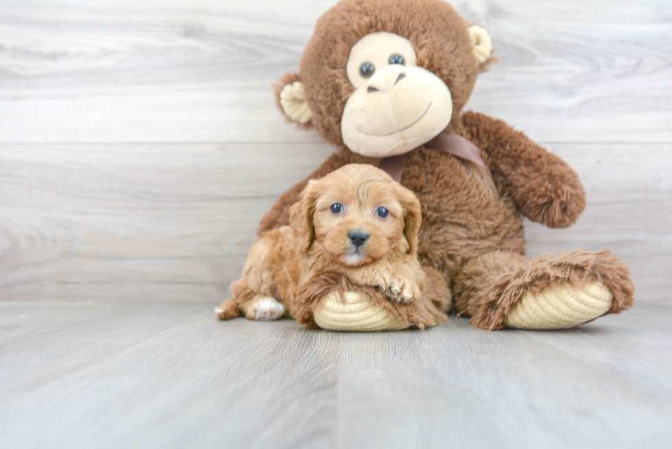 Best Cavapoo Baby